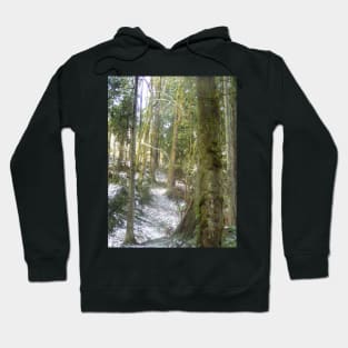 Forest Sun Rays in the Snow #54 Hoodie